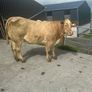 In Calf Heifers Oct 10th Ballinasloe Mart Image 9