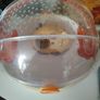 hamster Habitrail Image 3