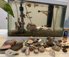 Fish tank with fish