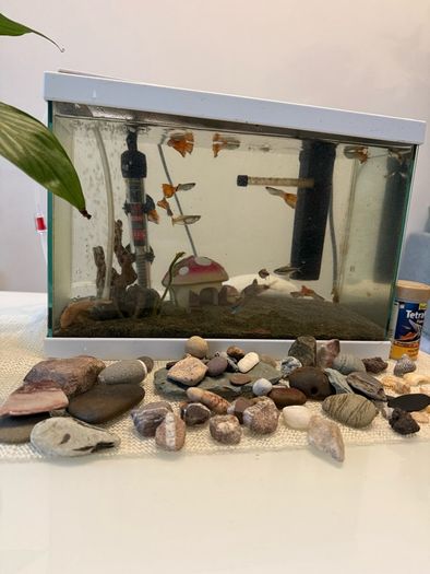 Fish tank with fish