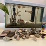 Fish tank with fish Image 5