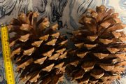 2 XLarge Pinecones
