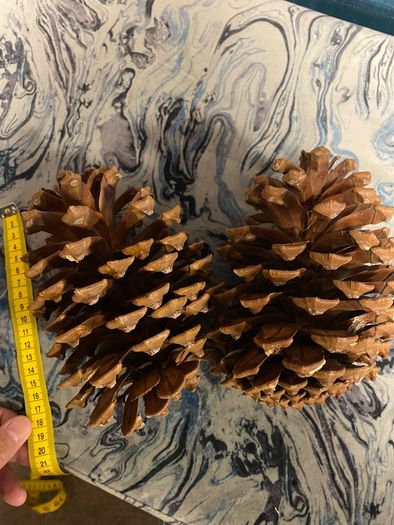 2 XLarge Pinecones