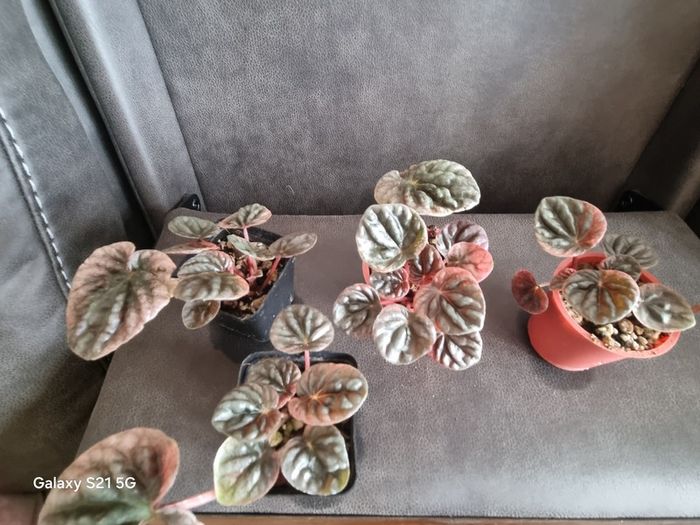 Peperomia Abricos baby plant - very rare