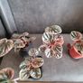 Peperomia Abricos baby plant - very rare Image 2