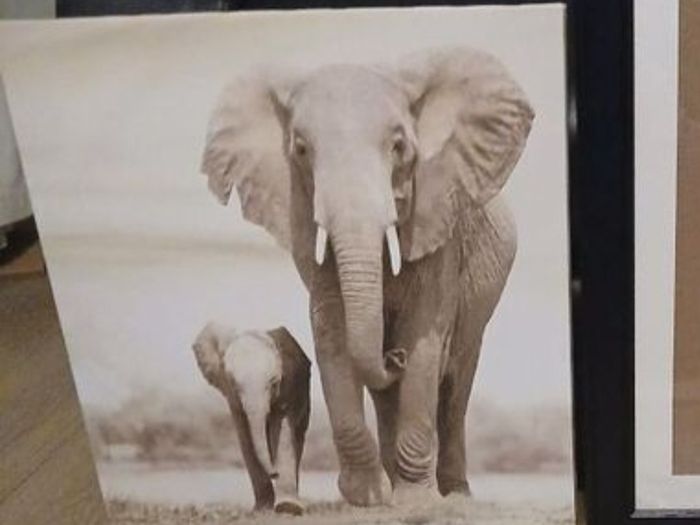 elephant canvas