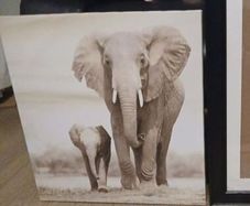elephant canvas