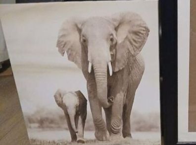 elephant canvas