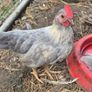 Roosters Image 3