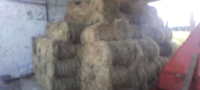 Mini round bales hay