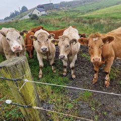 Organic bullocks for sale