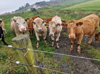 Organic bullocks for sale