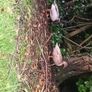 Laying ducks ,Laying hens and pekin bantams Image 2