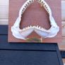 silky shark jaw, lemon shark jaw, big nose shark jaw Image 2