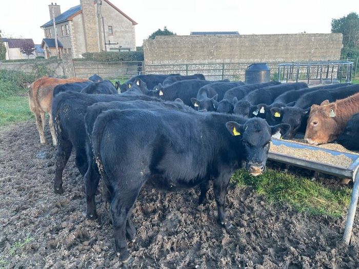 AAX heifers