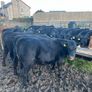 AAX heifers Image 6