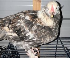 Rare poultry breeds not to miss oppurtunity to get these rare expensive birds