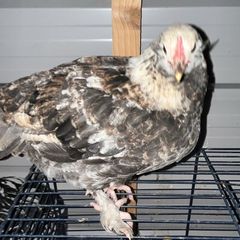 Rare poultry breeds not to miss oppurtunity to get these rare expensive birds