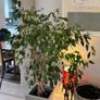 Weeping Fig, house tree Image 4