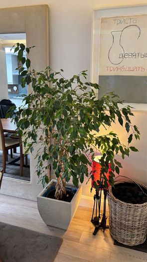 Weeping Fig, house tree