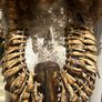 1 Museum Piece Buffalo Teeth Tribal Bib Necklace Rare Necklace Chest Piece Image 2