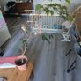 Free House plants Image 5