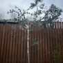 mature eucalyptus trees Image 2