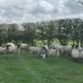 22 Mule Hoggets Image 9