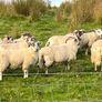 37 full symbol organic ram Aberfield cross ram lam Image 4