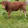 Top Quality Heifers Mohill Mart Saturday 31st Oct Image 8