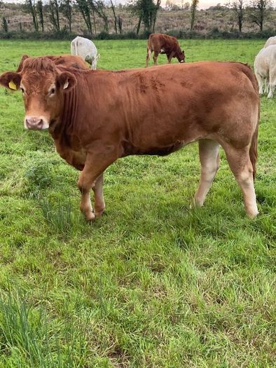 Top Quality Heifers Mohill Mart Saturday 31st Oct