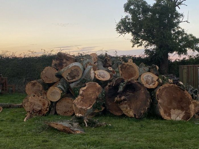 Tree felling
