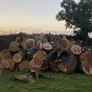 Tree felling Image 8