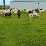 Hoggetts Image 8