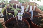 Tomato plants