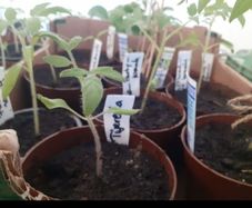 Tomato plants