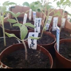Tomato plants