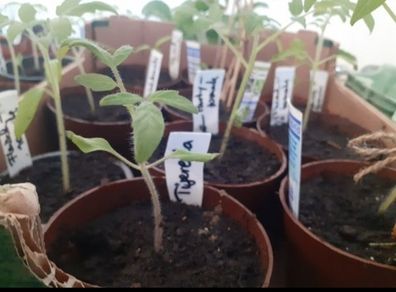 Tomato plants