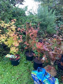 Japanese Maple (Acer)
