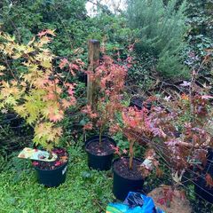 Japanese Maple (Acer)
