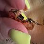 Louis Vuitton Louise PM earrings Image 6