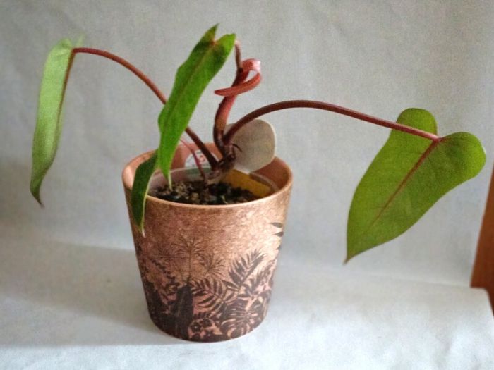 Philodendron Painted Lady