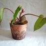 Philodendron Painted Lady Image 2