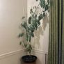 Tall Umbrella Plant Image 3