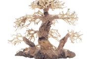 Bonsai Tree Large
