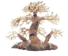 Bonsai Tree Large