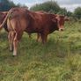 Organic weanlings Image 6