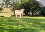 Purebred Highland bull