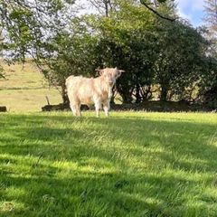 Purebred Highland bull