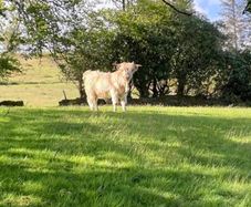 Purebred Highland bull
